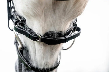 Horseware Ireland Pony  Flash Bridle| Online For Equine