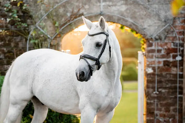 Horseware Ireland Pony  Flash Bridle| Online For Equine