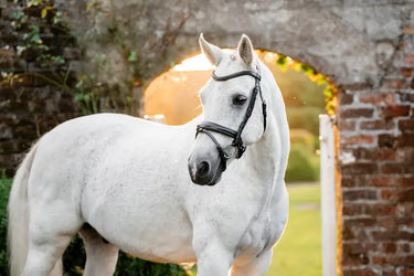 Horseware Ireland Pony  Flash Bridle| Online For Equine