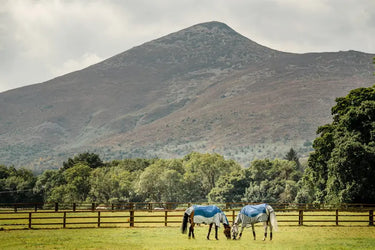 Horseware Ireland Rambo Autumn Series| Online For Equine