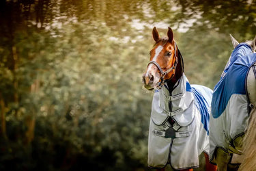 Horseware Ireland Rambo Autumn Series| Online For Equine