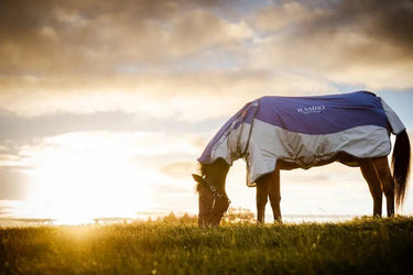 Horseware Ireland Rambo Autumn Series| Online For Equine