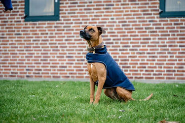 Horseware Ireland Signature Dog Rain Coat 100G| Online For Equine