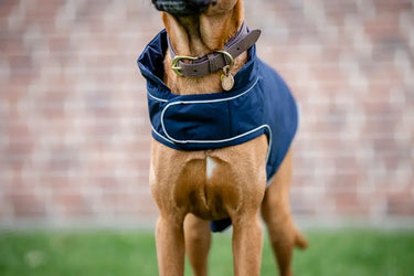 Horseware Ireland Signature Dog Rain Coat 100G| Online For Equine