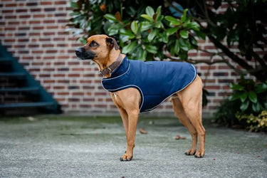 Horseware Ireland Signature Dog Rain Coat 100G| Online For Equine
