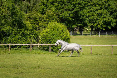 Horseware Ireland Silver/Thunderstorm Grey & Silver Rambo Optimo Protector Plus| Online For Equine