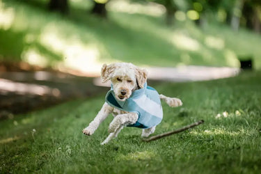 Horseware Ireland Witney Dynasty Horseware Ireland Newmarket Dog Fleece| Online For Equine