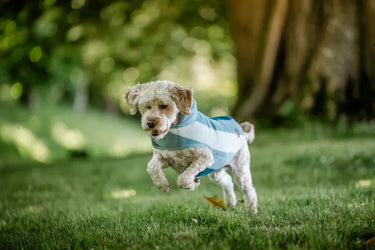 Horseware Ireland Witney Dynasty Horseware Ireland Newmarket Dog Fleece| Online For Equine
