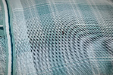 Horseware Ireland Witney Dynasty Horseware Ireland Newmarket Fly Sheet| Online For Equine