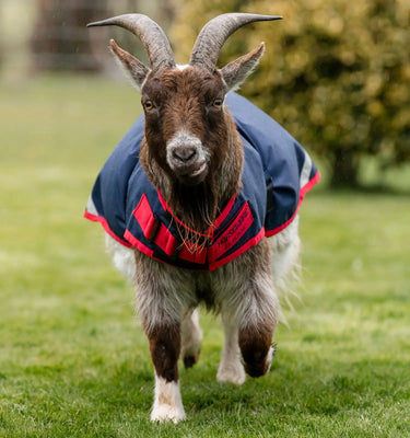 Horseware Ireland Witney Stripes - Navy Horseware Ireland Goat Coat 200g| Online For Equine