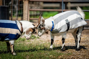 Horseware Ireland Witney Stripes - Navy Horseware Ireland Newmarket Goat Fleece| Online For Equine