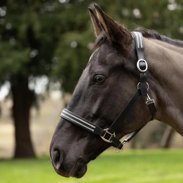 Hy Equestrian Anodize Leather Head Collar| Online For Equine
