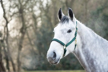 Hy Equestrian Deluxe Padded Head Collar Bottle Green| Online For Equine