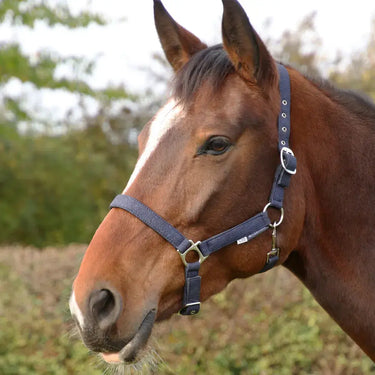 Hy Equestrian Glitzy Headcollar| Online For Equine