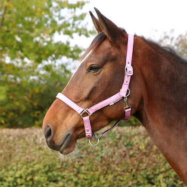 Hy Equestrian Glitzy Headcollar| Online For Equine