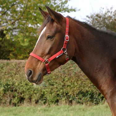Hy Equestrian Glitzy Headcollar| Online For Equine