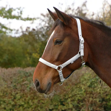 Hy Equestrian Glitzy Headcollar| Online For Equine