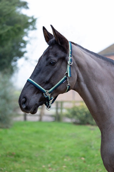 Hy Equestrian Trinity Head Collar| Online For Equine
