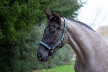 Hy Equestrian Vertiga Head Collar| Online For Equine