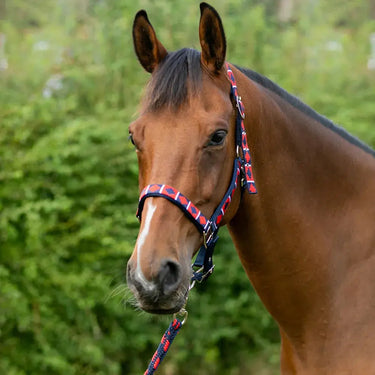 Hy Equestrian Woven Polo Head Collar and Lead Rope| Online For Equine