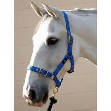 Buy Hy Holly Fully Adjustable Head Collar| Online for Equine