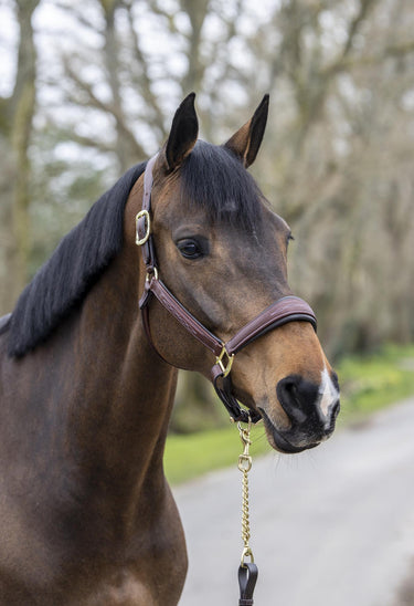 LeMieux Stitched Leather Headcollar Brown