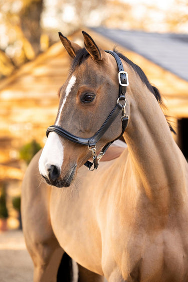 LeMieux Leather Grooming Headcollar Black