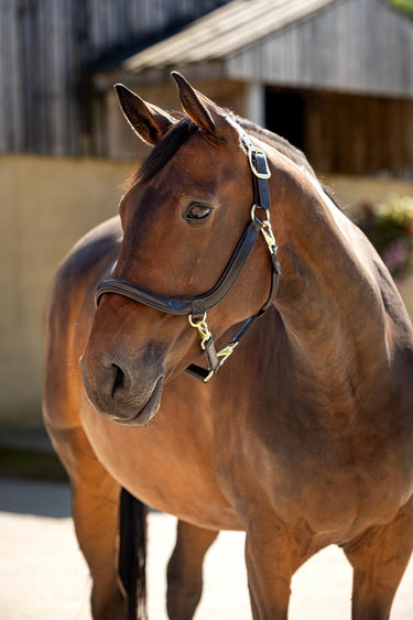 LeMieux Leather Grooming Headcollar Brown