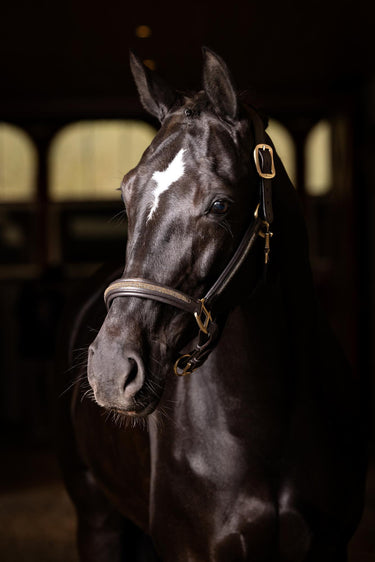 LeMieux Leather Crystal Headcollar Brown