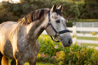 Buy LeMieux Logo Headcollar Navy | Online for Equine