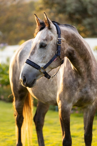 Buy LeMieux Logo Headcollar Navy | Online for Equine