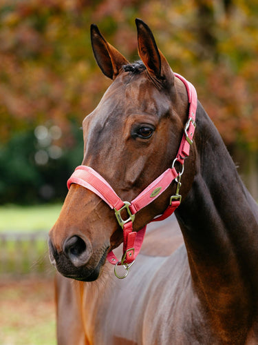 LeMieux Versailles Headcollar Cranberry