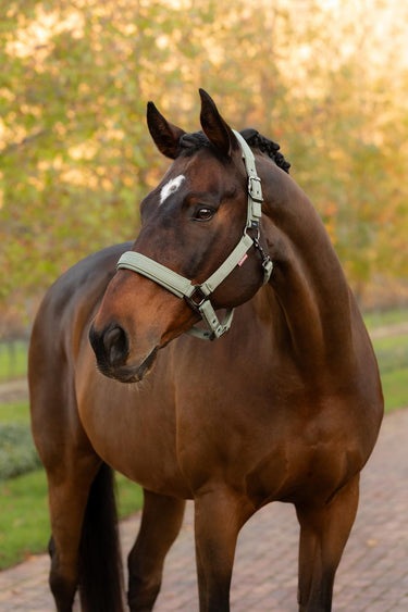 LeMieux Essence Headcollar Rosemary