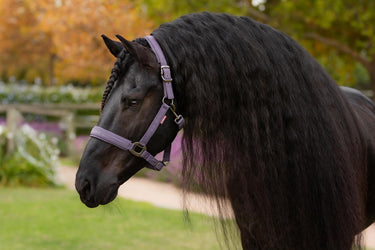 LeMieux Essence Headcollar Juniper