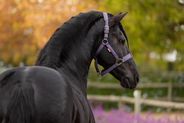 LeMieux Essence Headcollar Juniper
