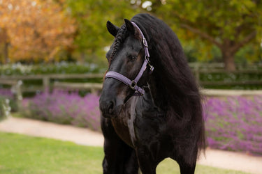 LeMieux Essence Headcollar Juniper