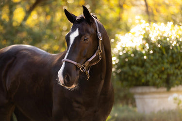 LeMieux Ropella Headcollar Lilac