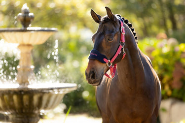 LeMieux Vogue Headcollar & Leadrope Cranberry