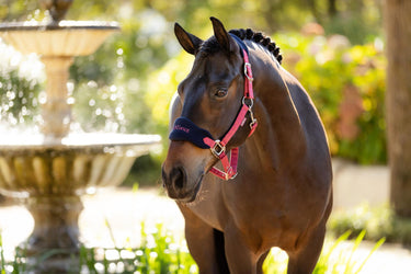 LeMieux Vogue Headcollar & Leadrope Cranberry