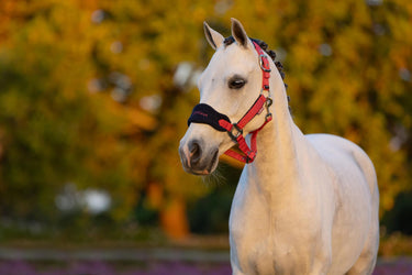 LeMieux Mini Vogue Headcollar & Leadrope Cranberry