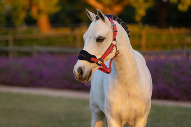 LeMieux Mini Vogue Headcollar & Leadrope Cranberry