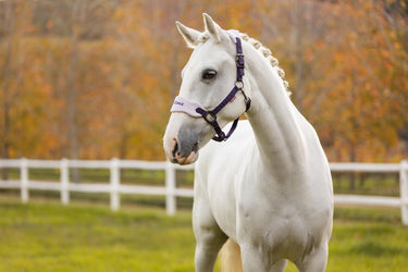 LeMieux Vogue Headcollar & Leadrope Juniper