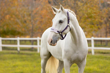 LeMieux Vogue Headcollar & Leadrope Juniper