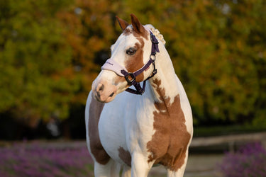 LeMieux Mini Vogue Headcollar & Leadrope Juniper