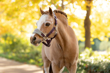 LeMieux Mini Vogue Headcollar & Leadrope Damson