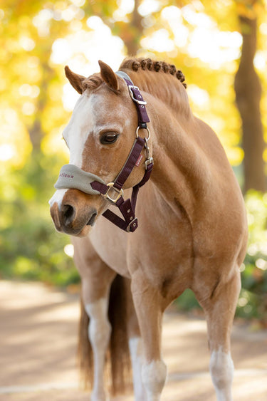 LeMieux Mini Vogue Headcollar & Leadrope Damson