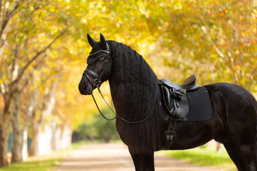 LeMieux Essence Dressage Square Black
