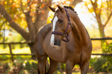 LeMieux Essence Headcollar Damson