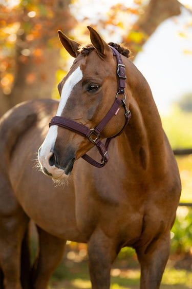 LeMieux Essence Headcollar Damson