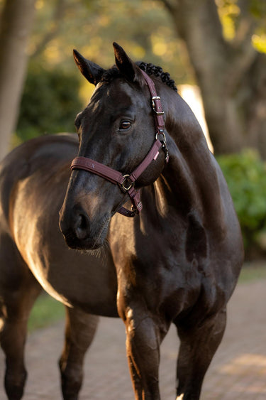 LeMieux Essence Headcollar Damson